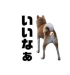 柴犬 ふじまる 6（個別スタンプ：19）
