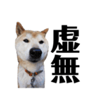 柴犬 ふじまる 6（個別スタンプ：20）