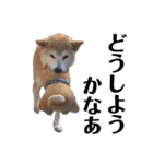 柴犬 ふじまる 6（個別スタンプ：21）