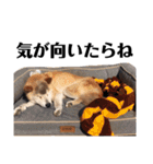 柴犬 ふじまる 6（個別スタンプ：22）