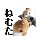 柴犬 ふじまる 6（個別スタンプ：23）
