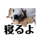 柴犬 ふじまる 6（個別スタンプ：24）