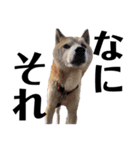 柴犬 ふじまる 6（個別スタンプ：25）