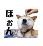 柴犬 ふじまる 6（個別スタンプ：28）