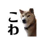 柴犬 ふじまる 6（個別スタンプ：29）