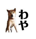 柴犬 ふじまる 6（個別スタンプ：30）