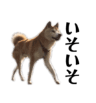 柴犬 ふじまる 6（個別スタンプ：31）