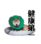 柴犬 ふじまる 6（個別スタンプ：32）