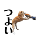 柴犬 ふじまる 6（個別スタンプ：33）