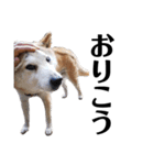 柴犬 ふじまる 6（個別スタンプ：34）