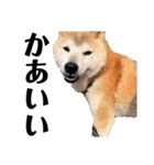 柴犬 ふじまる 6（個別スタンプ：35）