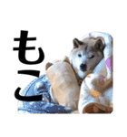 柴犬 ふじまる 6（個別スタンプ：37）