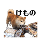 柴犬 ふじまる 6（個別スタンプ：38）