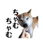 柴犬 ふじまる 6（個別スタンプ：39）