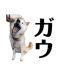 柴犬 ふじまる 6（個別スタンプ：40）