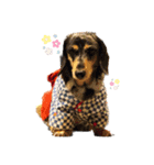 ごまちゃん   2（個別スタンプ：4）