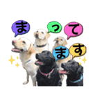 レトリーバーのお友達⒐ティアラ母さん仔達（個別スタンプ：6）