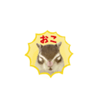 2022年も終わりですね、麦。（個別スタンプ：6）