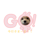 マルプーのにこちゃん☆（個別スタンプ：1）
