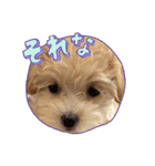 マルプーのにこちゃん☆（個別スタンプ：5）