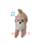 マルプーのにこちゃん☆（個別スタンプ：8）