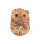 ご指名はぽんすっ（個別スタンプ：1）