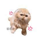 ご指名はぽんすっ（個別スタンプ：11）