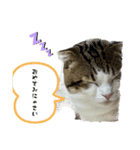 丸猫まめくん①（個別スタンプ：10）