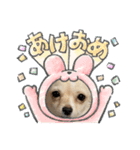 クーたん毎日スタンプ1（個別スタンプ：1）