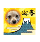 クーたん毎日スタンプ1（個別スタンプ：4）