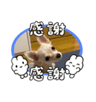 クーたん毎日スタンプ1（個別スタンプ：5）