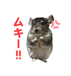 チンチラのおはぎくん8（個別スタンプ：5）