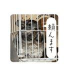 チンチラのおはぎくん8（個別スタンプ：8）