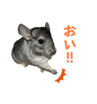 チンチラのおはぎくん8（個別スタンプ：10）