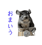 チンチラのおはぎくん8（個別スタンプ：19）