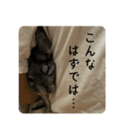 チンチラのおはぎくん8（個別スタンプ：21）