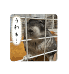 チンチラのおはぎくん8（個別スタンプ：22）