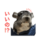 チンチラのおはぎくん8（個別スタンプ：23）