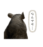 チンチラのおはぎくん8（個別スタンプ：25）
