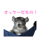 チンチラのおはぎくん8（個別スタンプ：27）