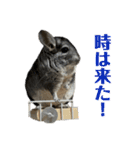 チンチラのおはぎくん8（個別スタンプ：33）