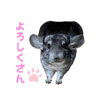 チンチラのおはぎくん8（個別スタンプ：35）