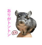 チンチラのおはぎくん8（個別スタンプ：36）