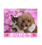 マティラとノアールのかわいい日常スタンプ（個別スタンプ：6）