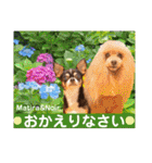 マティラとノアールのかわいい日常スタンプ（個別スタンプ：11）