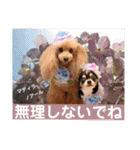 マティラとノアールのかわいい日常スタンプ（個別スタンプ：16）