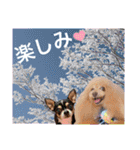 マティラとノアールのかわいい日常スタンプ（個別スタンプ：21）