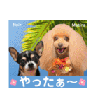 マティラとノアールのかわいい日常スタンプ（個別スタンプ：22）