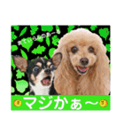 マティラとノアールのかわいい日常スタンプ（個別スタンプ：23）