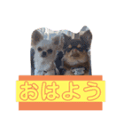 ほたてとどら（個別スタンプ：3）